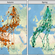 Tracked migration routes taken by swifts in the autumn and spring.